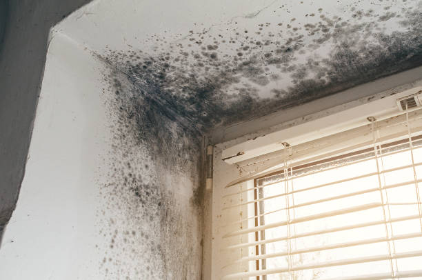 Affordable Mold Cleanup solutions in Haw River, NC